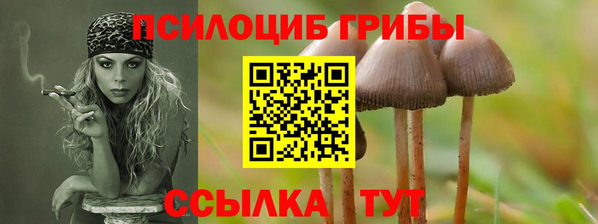 Псилоцибиновые грибы Psilocybe  Вход с VPN  Новоуральск 